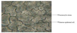 Abaxial epidermal layer of the leaf of Diodia sarmentosa showing anomocytic stoma (Magnification X 160)