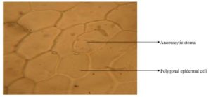 Adaxial epidermal layer of the leaf of Diodia sarmentosa showing anomocytic stoma (Magnification X 160)
