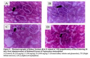 Photomicrographs of Kidney Sections (H & E stained at ×250 magnification) of Rats Following 28 days Oral Administrations of Methanol Extract of Tapinanthus dodoneifolius