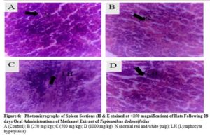 Photomicrographs of Spleen Sections (H & E stained at ×250 magnification) of Rats Following 28 days Oral Administrations of Methanol Extract of Tapinanthus dodoneifolius