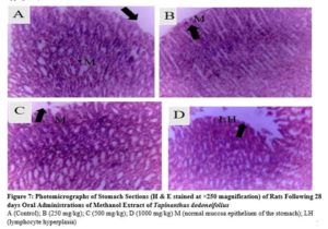 Photomicrographs of Stomach Sections (H & E stained at ×250 magnification) of Rats Following 28 days Oral Administrations of Methanol Extract of Tapinanthus dodoneifolius