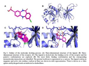 Computer Aided Drug Design: Outline of the molecular docking process